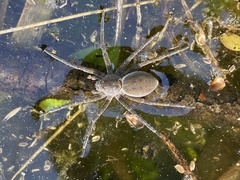 Dolomedes