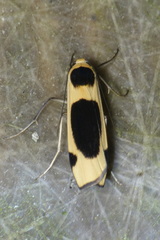 Thysanoptyx