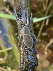 Dolomedes