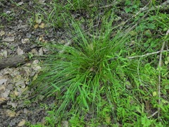 Carex atlantica
