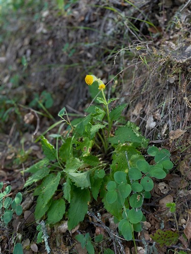 Rayless Arnica