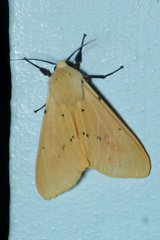 Spilosoma obliqua