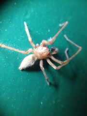 Cheiracanthium virescens