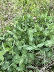 Trifolium pratense