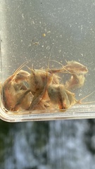 Triops cancriformis