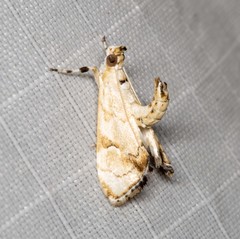 Eudaimonisma batchelorella