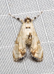 Eudaimonisma batchelorella
