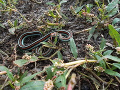 Thamnophis sirtalis tetrataenia