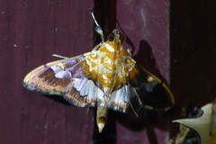 Aetholix flavibasalis