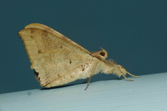 Oxyodes