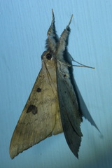 Oxyodes