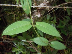Matelea reflexa