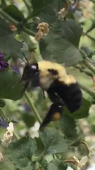 Bombus griseocollis