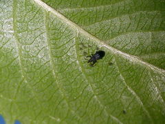Magdalis ruficornis
