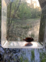 Lepidurus apus