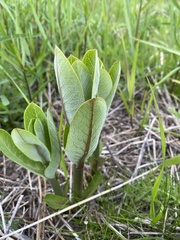 Asclepias syriaca