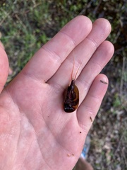 Lepidurus apus