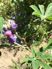 Coccinellini