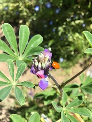 Coccinellini