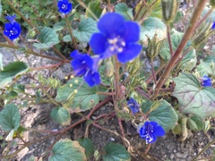 Linum perenne
