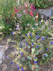 Linum perenne