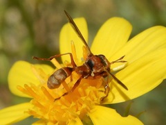 Physocephala marginata