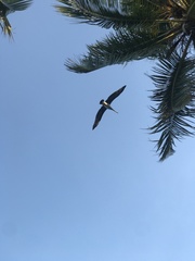 Pelecanus occidentalis