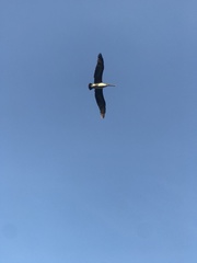 Pelecanus occidentalis