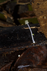 Mycena chloroxantha