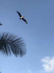 Pelecanus occidentalis