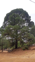 Pinus herrerae