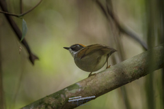 Conopophaga melanops