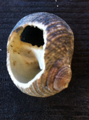 Nerita undata