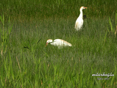 Bubulcus ibis