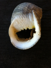 Nerita undata