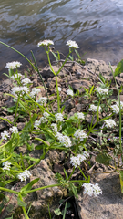 Valerianella amarella