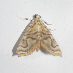 Neurophyseta