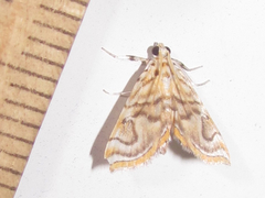 Neurophyseta