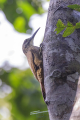 Xiphocolaptes albicollis