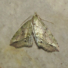 Glaphyriinae