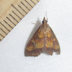 Pyrausta deidamialis