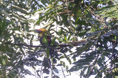 Pteroglossus bailloni