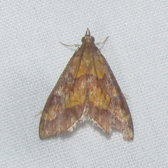 Pyrausta deidamialis