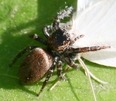 Evarcha hoyi