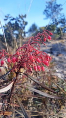 Comarostaphylis polifolia