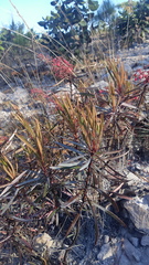 Comarostaphylis polifolia