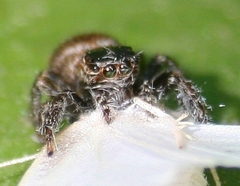 Evarcha hoyi