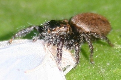 Evarcha hoyi