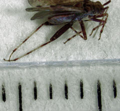 Chinamiris muehlenbeckiae