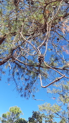 Pinus luzmariae